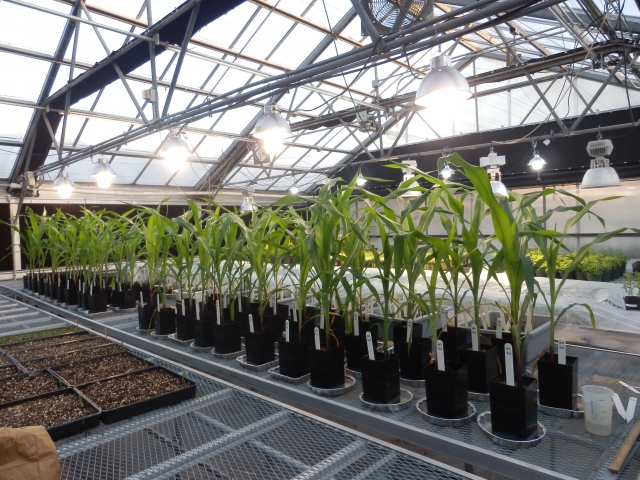 栽培から経営まで、植物工場の持続的成長を支えるトータルサポート